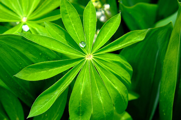 A water droplet is seen resting on a leaf in this detailed close-up image. A large drop of water on...