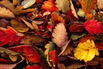A pile of autumn leaves in various colors with scattered red berries.