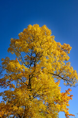 Naklejka premium A tree with yellow leaves against a blue sky.