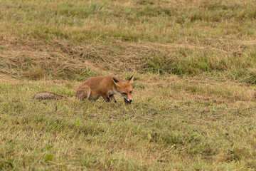A brown fox eats a mouse on a green meadow