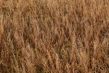 A close-up view of a field of tall, dry grass.