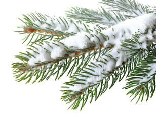 Fir branch with snow isolated on white background