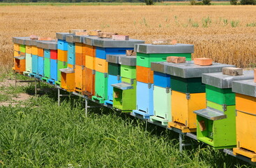 beehives to attract bees that lay honey in the middle of the field
