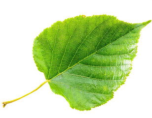 Linden leaf isolated on white background; Cut out 