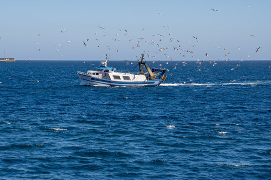 barco pesquero rodeado de gaviotas