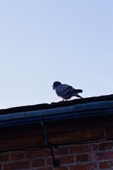 pigeon on the roof