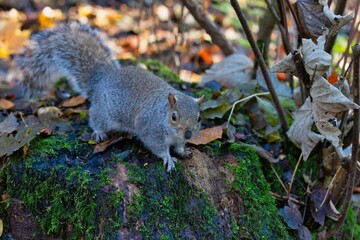 squirrel on the tree