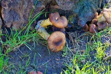 mushrooms on a tree