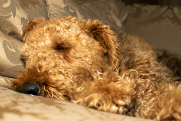 National pet month. An Airedale terrier sound asleep in tight close up. Selective focus on the dogs closed eye.