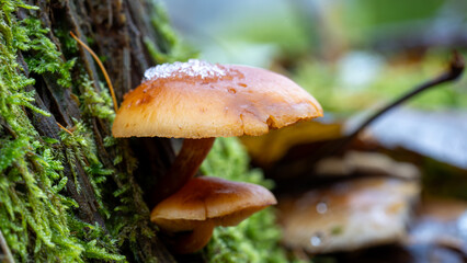 Der Pilz im ersten Schnee