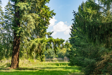 Obraz premium Spring in the parkside - tree and green leaves