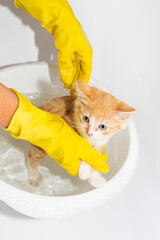 Washing cats. A red kitten in a basin of water is being washed by its owner