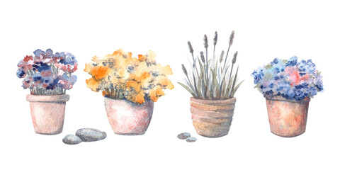 Collection of garden rustic flowering plants in pots, pampas grass, chrysanthemum. Rural clipart isolated transparent background, not AI. Set of hand drawn watercolor illustration of outdoor flowers.