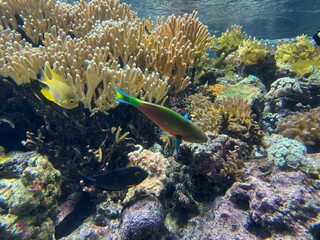 coral reef with fish