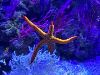 Obraz na płótnie Canvas starfish in the water