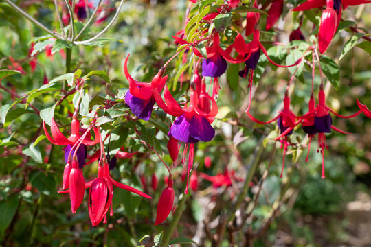 Purple and red fuchsias in bloom