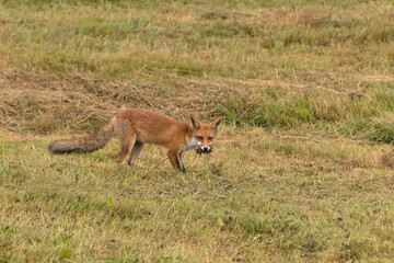 Naklejka na ściany i meble A brown fox eats a mouse on a green meadow