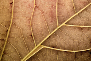close up view of a leaf's texture created with Generative Ai