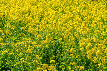 Obraz premium 菜の花