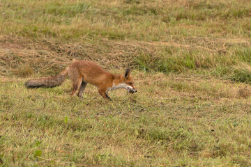 A brown fox eats a mouse on a green meadow