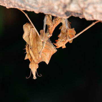 Idolomantis Diabolica