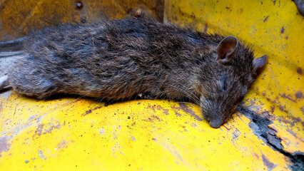a dead rat on the ground. Rats die from rat poison.