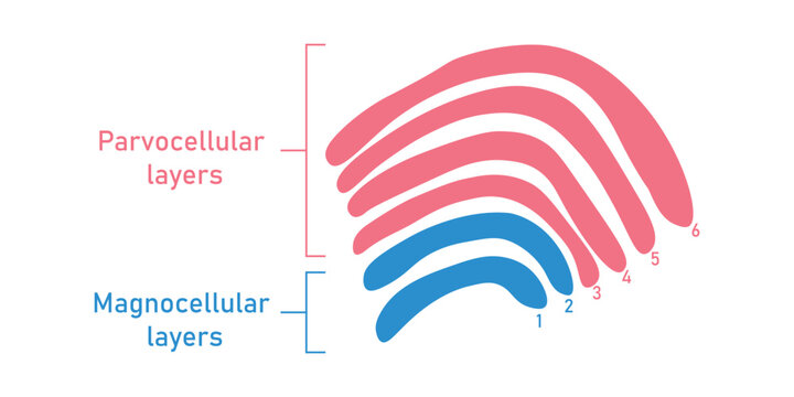Six layers in the lateral geniculate nucleus. Magnocellular layers and parvocellular layers. Scientific resources for teachers and students.