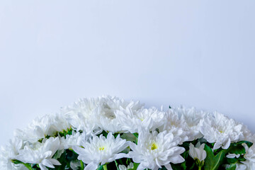 Bouquet of field daisies on a white background. White daisy flowers bouquet.
