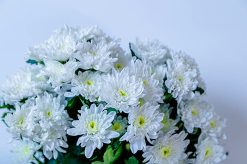 Bouquet of field daisies on a white background. White daisy flowers bouquet.