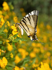 Swallowtail butterfly (Iphiclides podalirius) drinks nectar and pollinates blooming yellow hedge flowers (lantana depressa). Super macro. Extreme close-up. Organic BIO farming, back to nature concept. © Digihelion