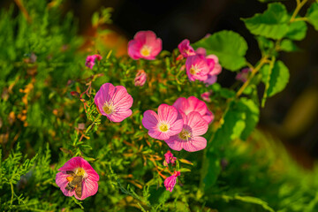 Bright pink purple flowers in green leaves background, summer background