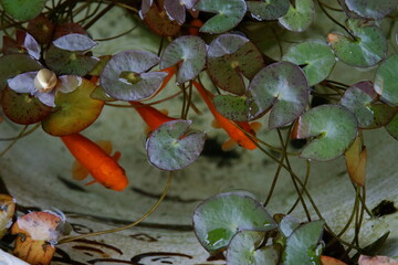 水生植物と金魚