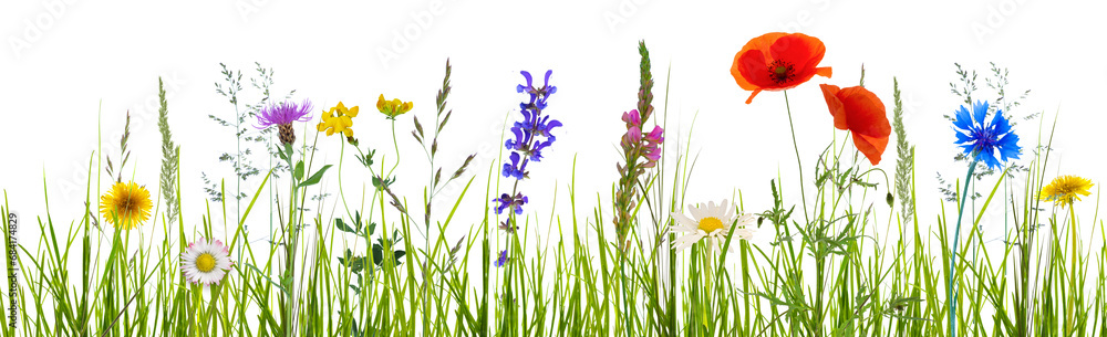 Wall mural colorful abstract flower meadow with summer flowers and green blades of grass isolated on transparent background, textured overlay decoration