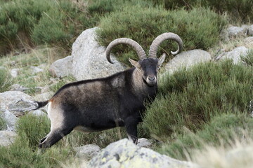 The Iberian Ibex, Spanish Ibex, Spanish wild goat or Iberian wild goat is a species of Ibex with four subspecies.