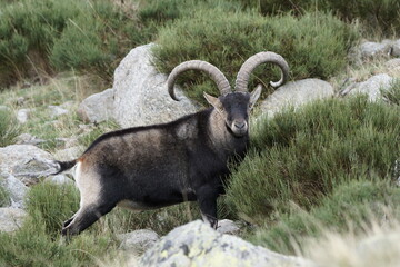 The Iberian Ibex, Spanish Ibex, Spanish wild goat or Iberian wild goat is a species of Ibex with...