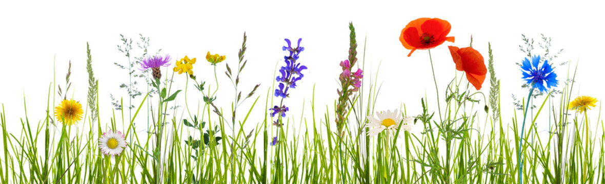 colorful abstract flower meadow with summer flowers and green blades of grass isolated on transparent background, textured overlay decoration