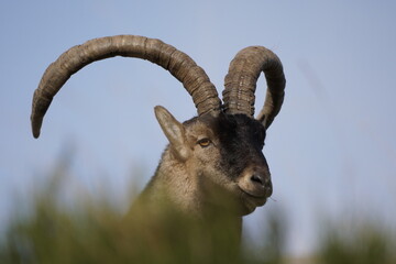 The Iberian Ibex, Spanish Ibex, Spanish wild goat or Iberian wild goat is a species of Ibex with...