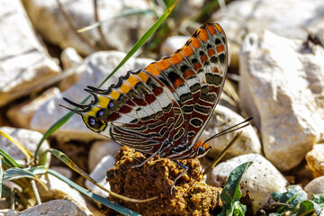 Erdbeerbaumfalter (Charaxes jasius)