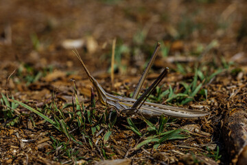 Gewöhnliche Nasenschrecke (Acrida ungarica)