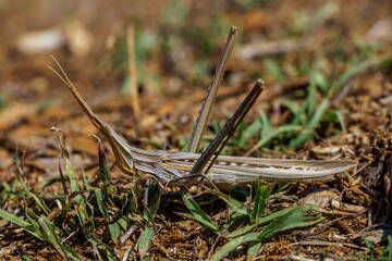 Gewöhnliche Nasenschrecke (Acrida ungarica)