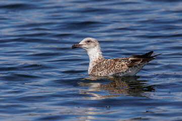Mittelmeermöwe (Larus michahellis)