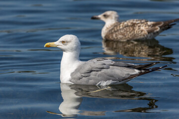 Mittelmeermöwe (Larus michahellis)