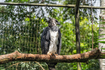 A bird of prey sits on a branch in a rainforest in South America