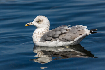 Mittelmeermöwe (Larus michahellis)