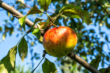 Ripening apples on apple tree in a garden.