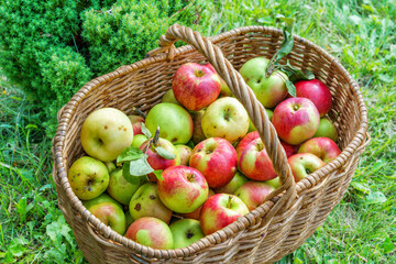 Fresh apples in a basket, in a summer garden, in a countryside