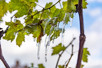 Close up of grapevines with green leaves and hanging ice on a cold autumn day in the vineyard. Background of overcast skies, emphasizing an agricultural concept