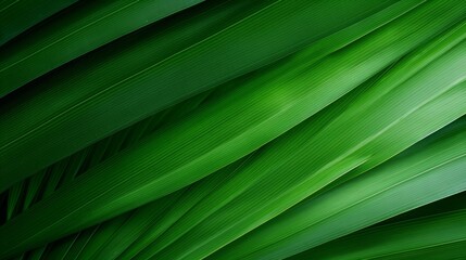 palm leaf texture natural tropical green, copy space, 16:9