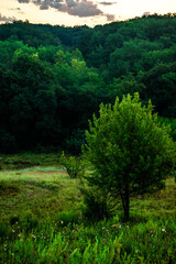 Red sun . Sunrise over the forest . Forest in summer morning . Green forest . Morning in the forest . Sky with clouds .