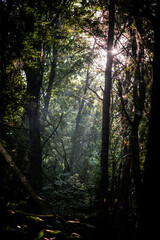 Summer morning in the forest . Green forest . Misty forest . Sun over the forest . Fog in forest ....